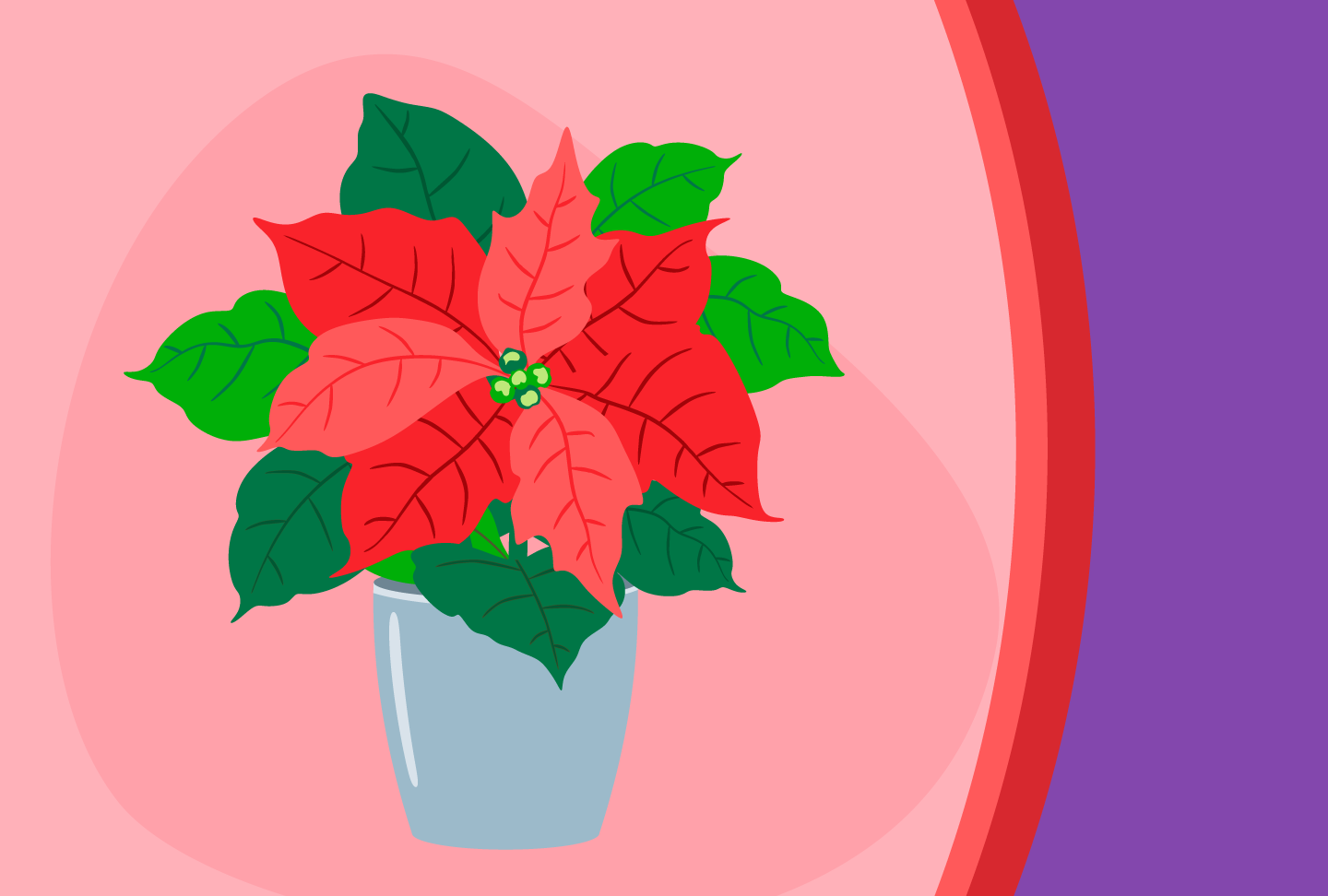 Wellstar West Georgia Hospice Volunteers Sponsor their Annual Poinsettia Sale Illustration of a poinsettia plant